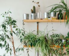 silver planters on wooden wall shelf near weeping fig tree and spider's plant